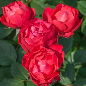 CHERRY BONICA® Meipeporia